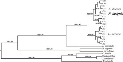 Ecological and Genetic Divergences with Gene Flow of Two Sister Species (Leucomeris decora and Nouelia insignis) Driving by Climatic Transition in Southwest China